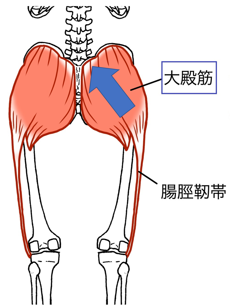 仙腸関節痛　大殿筋　収縮方向　分かりやすい図